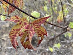 cotton in Galapagos: fall foliage